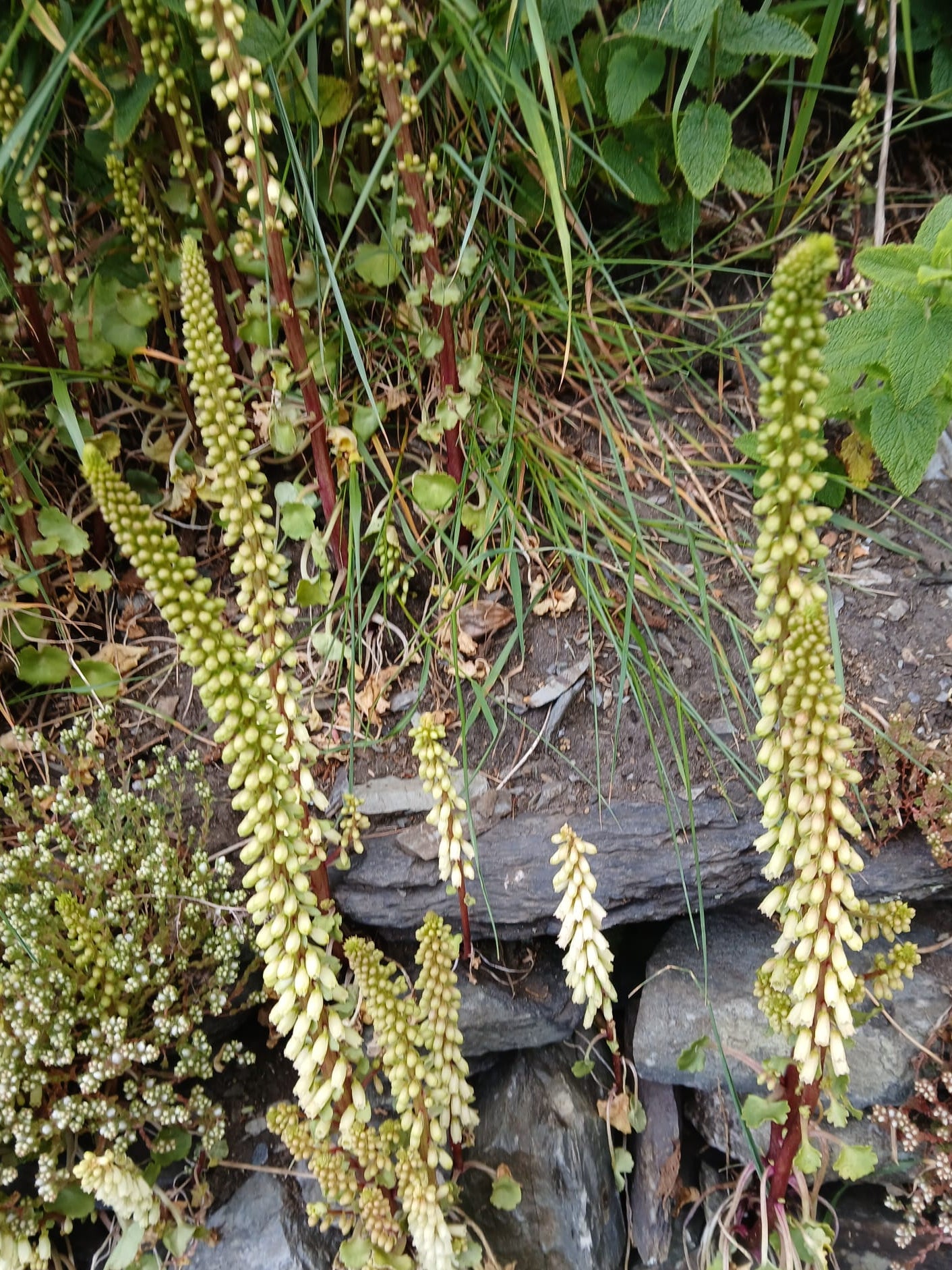 Pennywort
