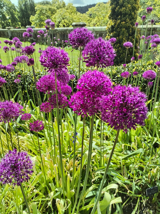 Allium aflatunense Purple Sensation