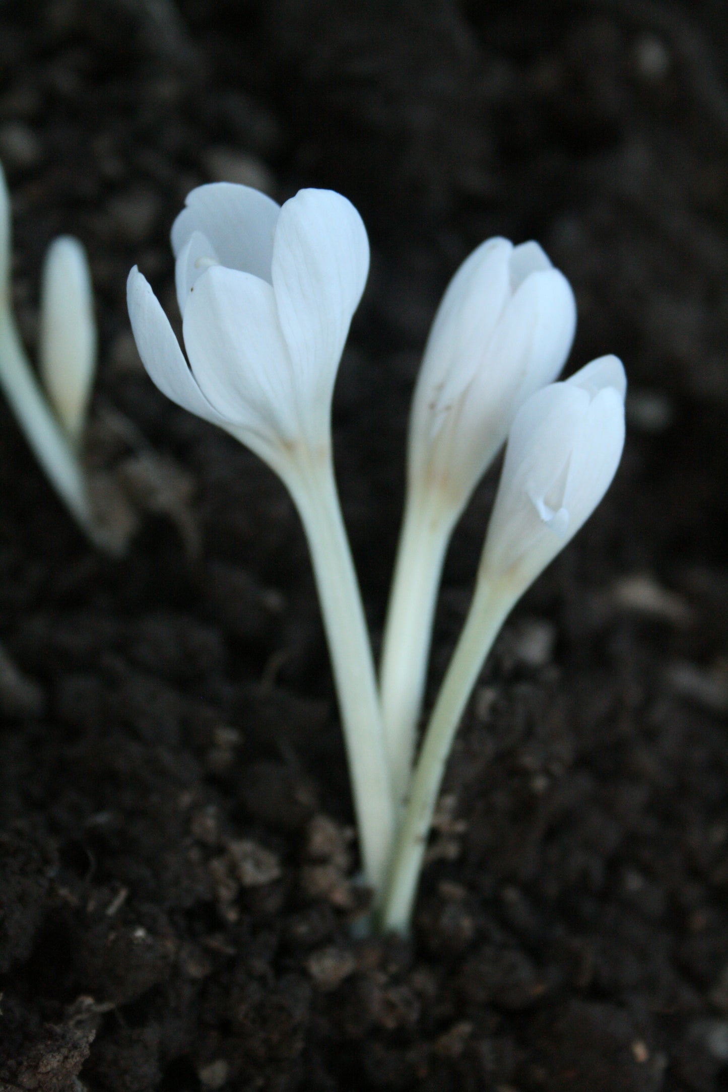 Autumn Crocus (White)