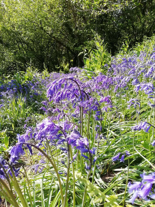 Bluebell Seed