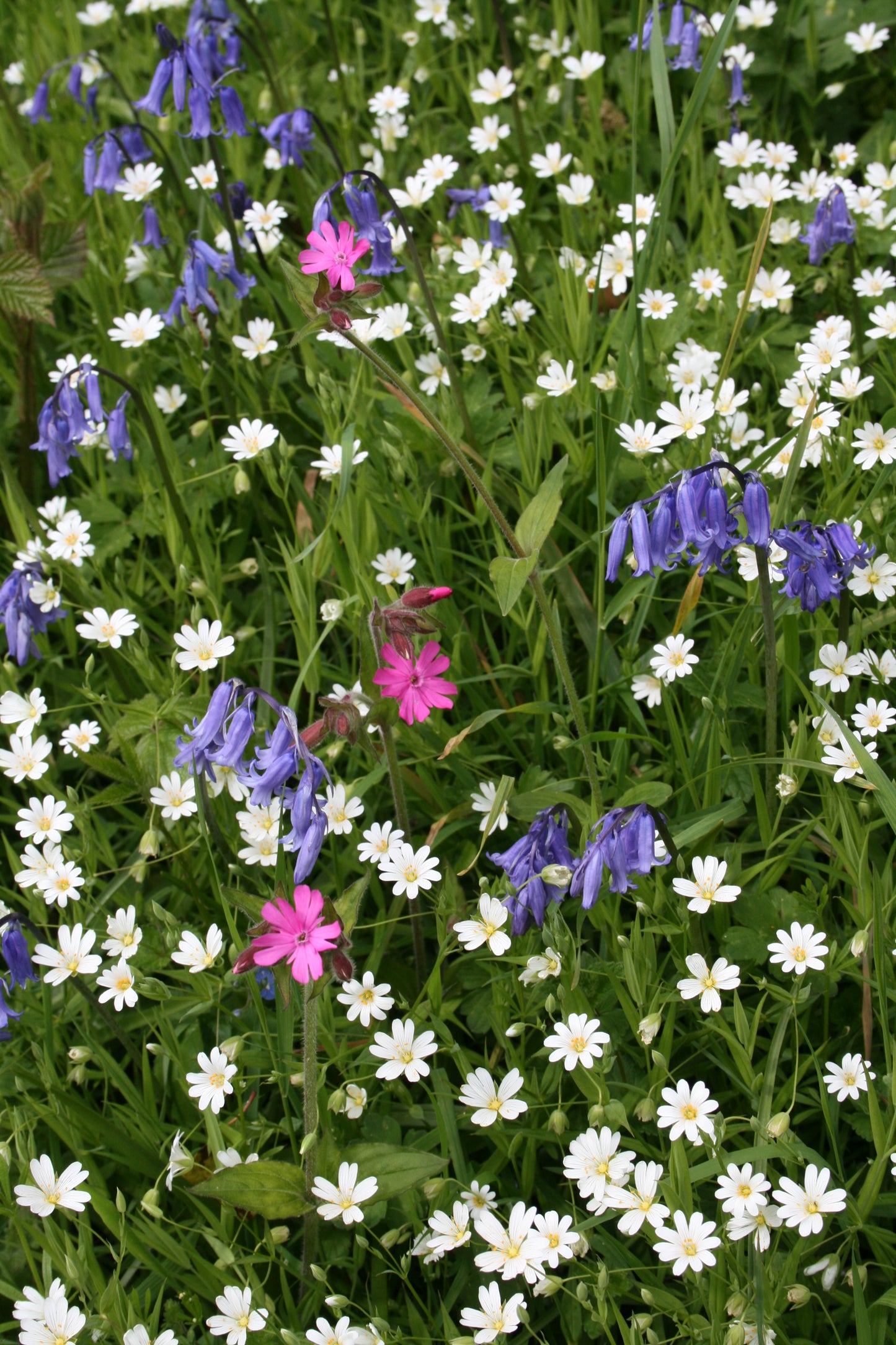 Greater Stitchwort