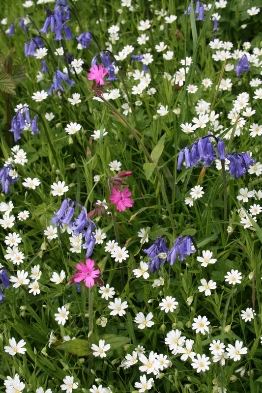 Greater Stitchwort