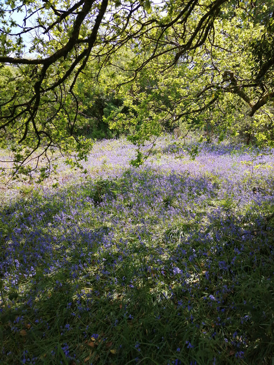 Bluebell