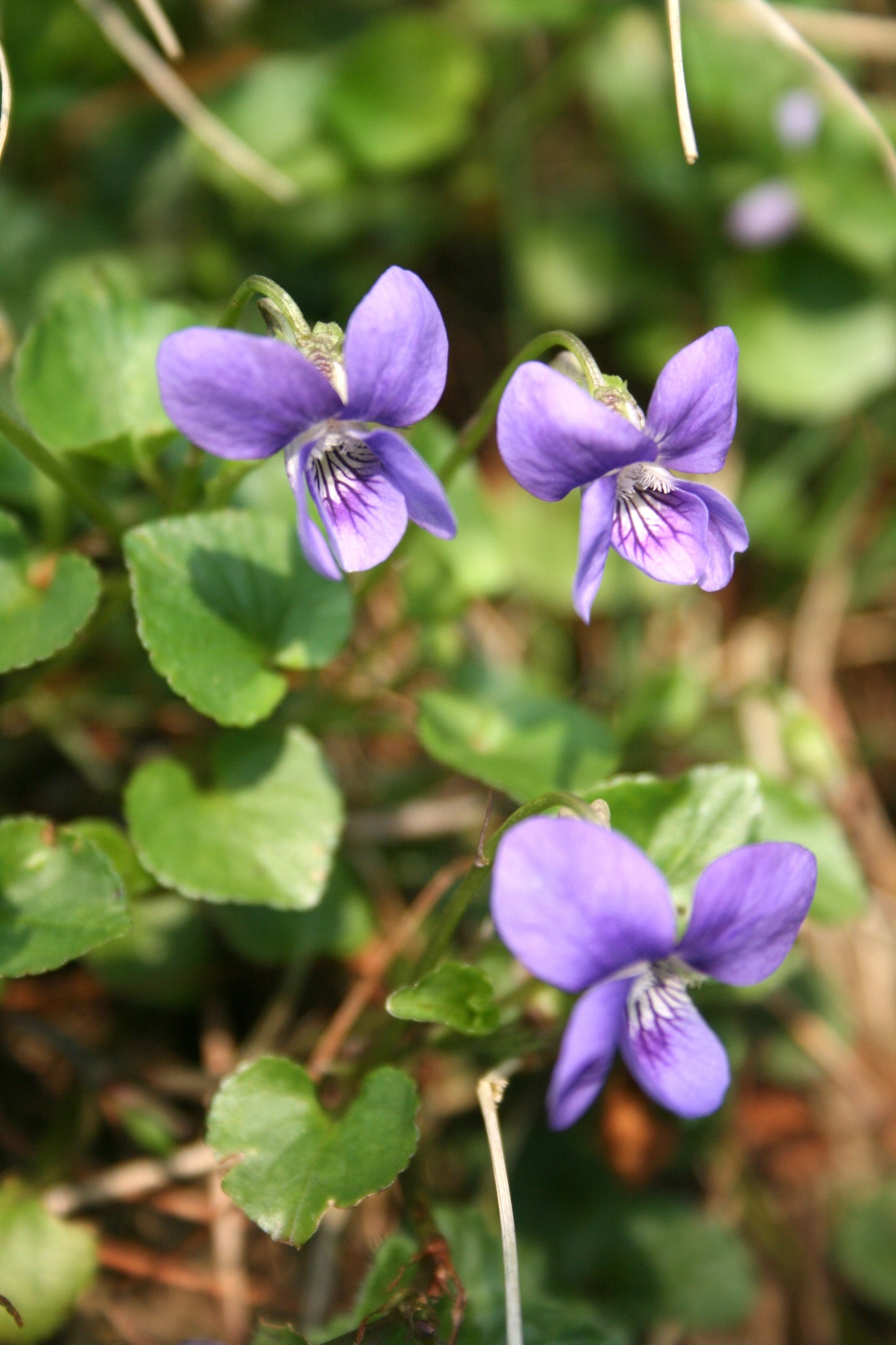 Common Dog Violet