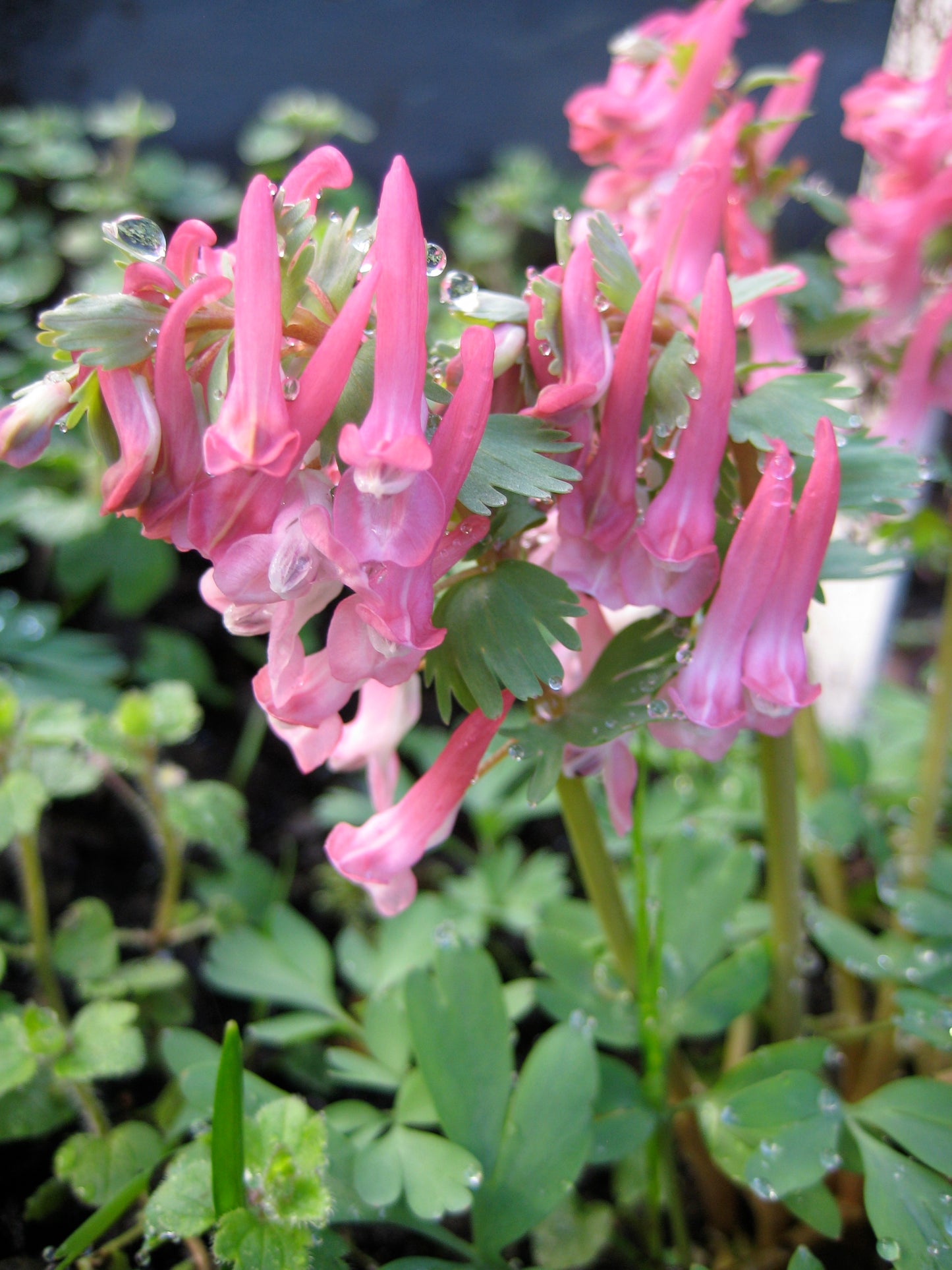 Corydalis 'Beth Evans'