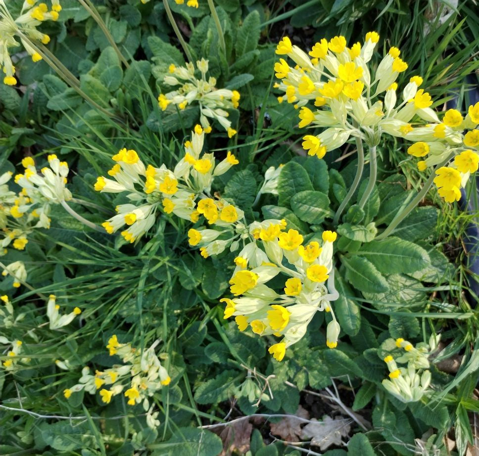 Cowslip