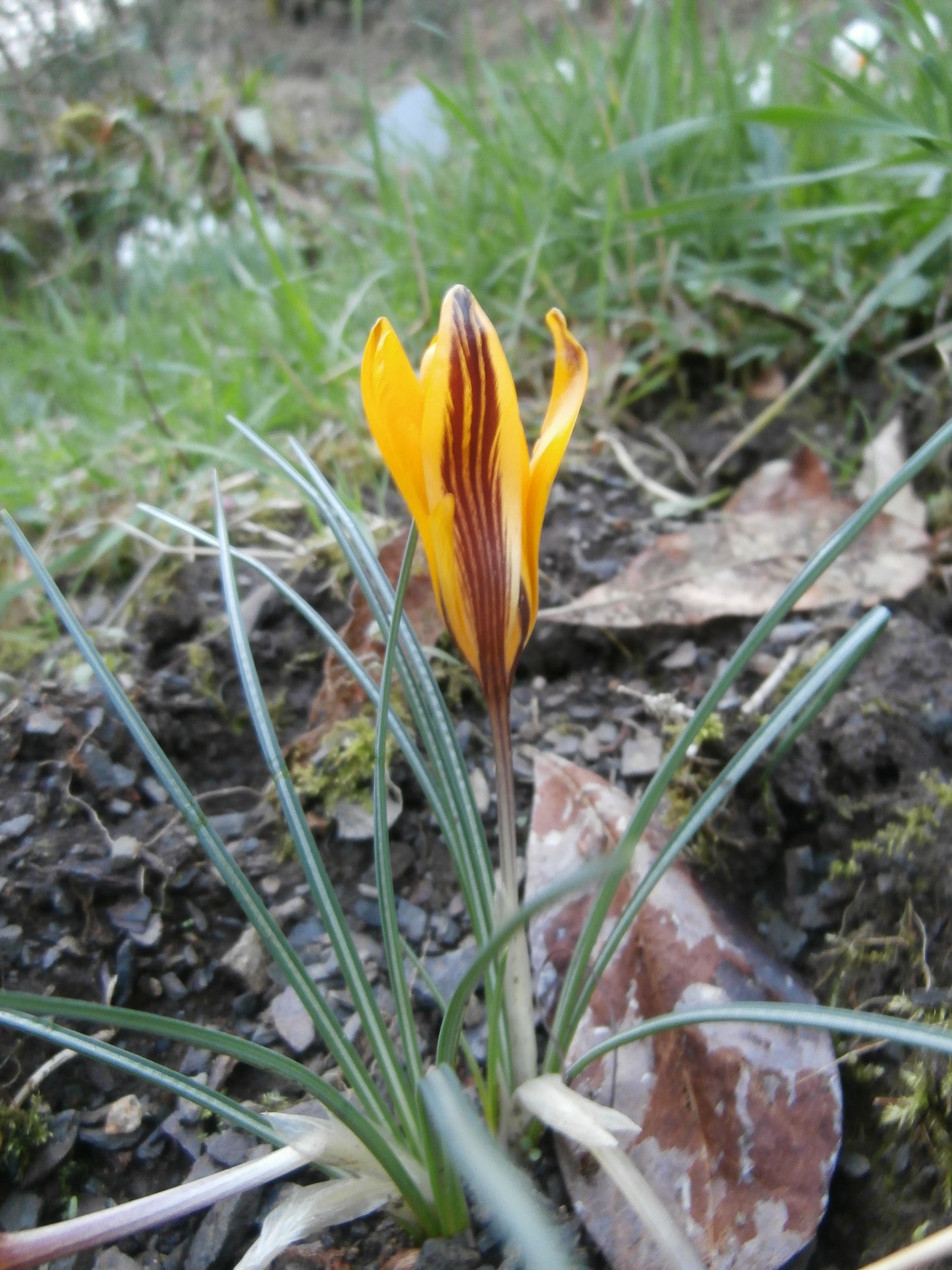 Crocus 'Dorothy'