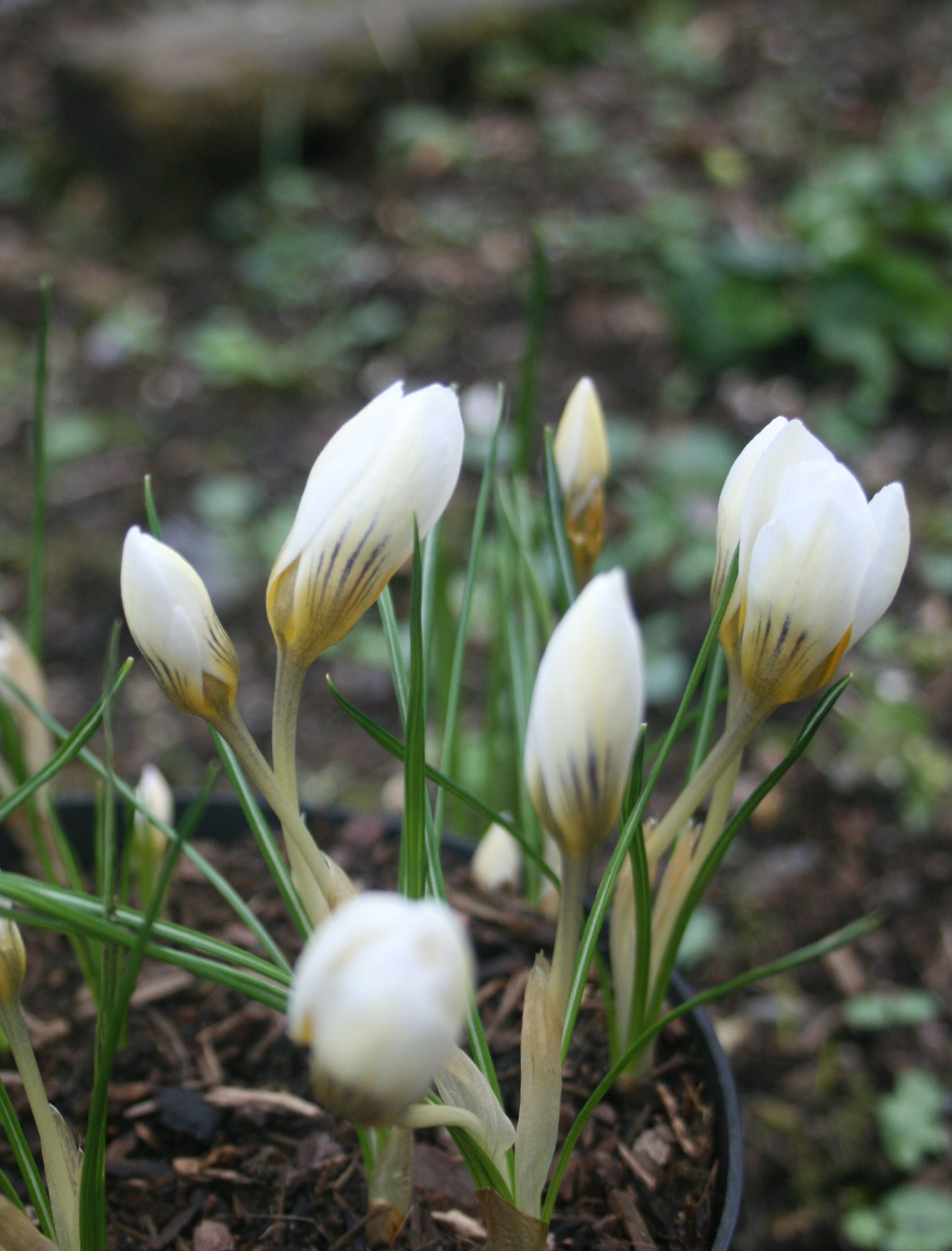 Crocus 'Snowbunting'