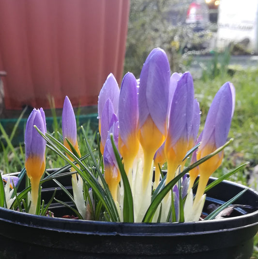 Crocus sieberi ssp sublimis Tricolor