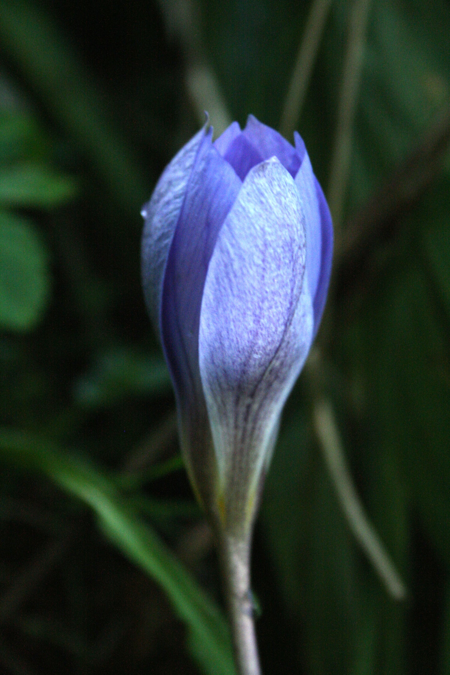 Crocus speciosus