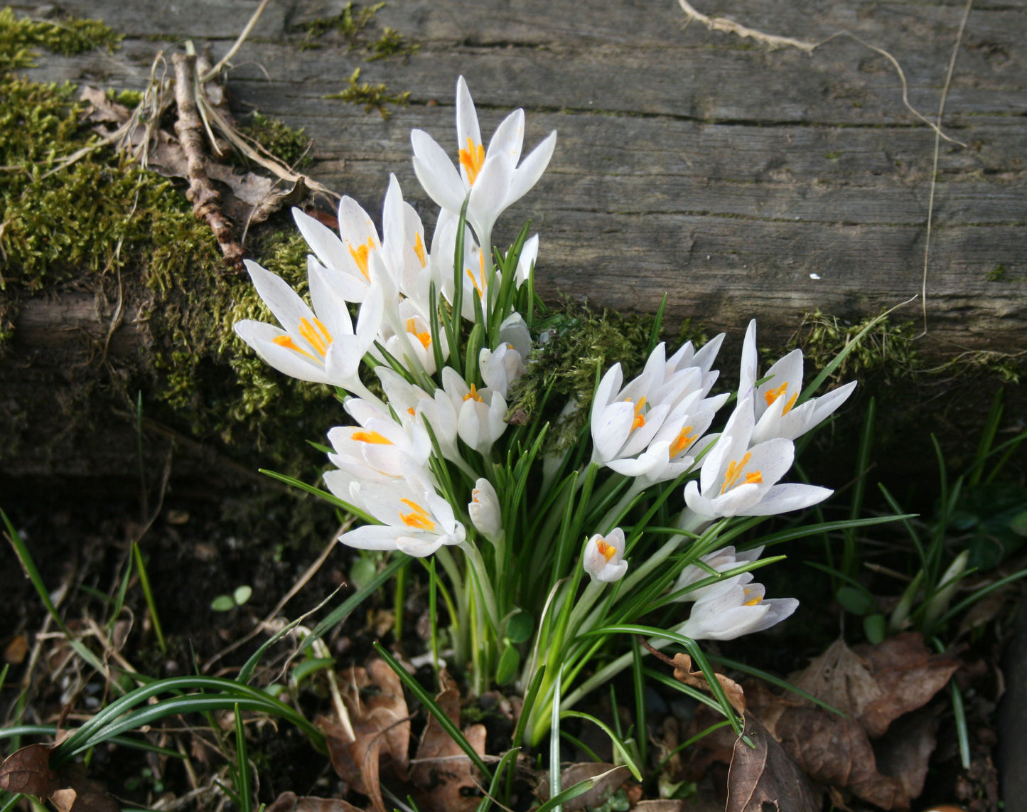 Crocus tommasinianus albus