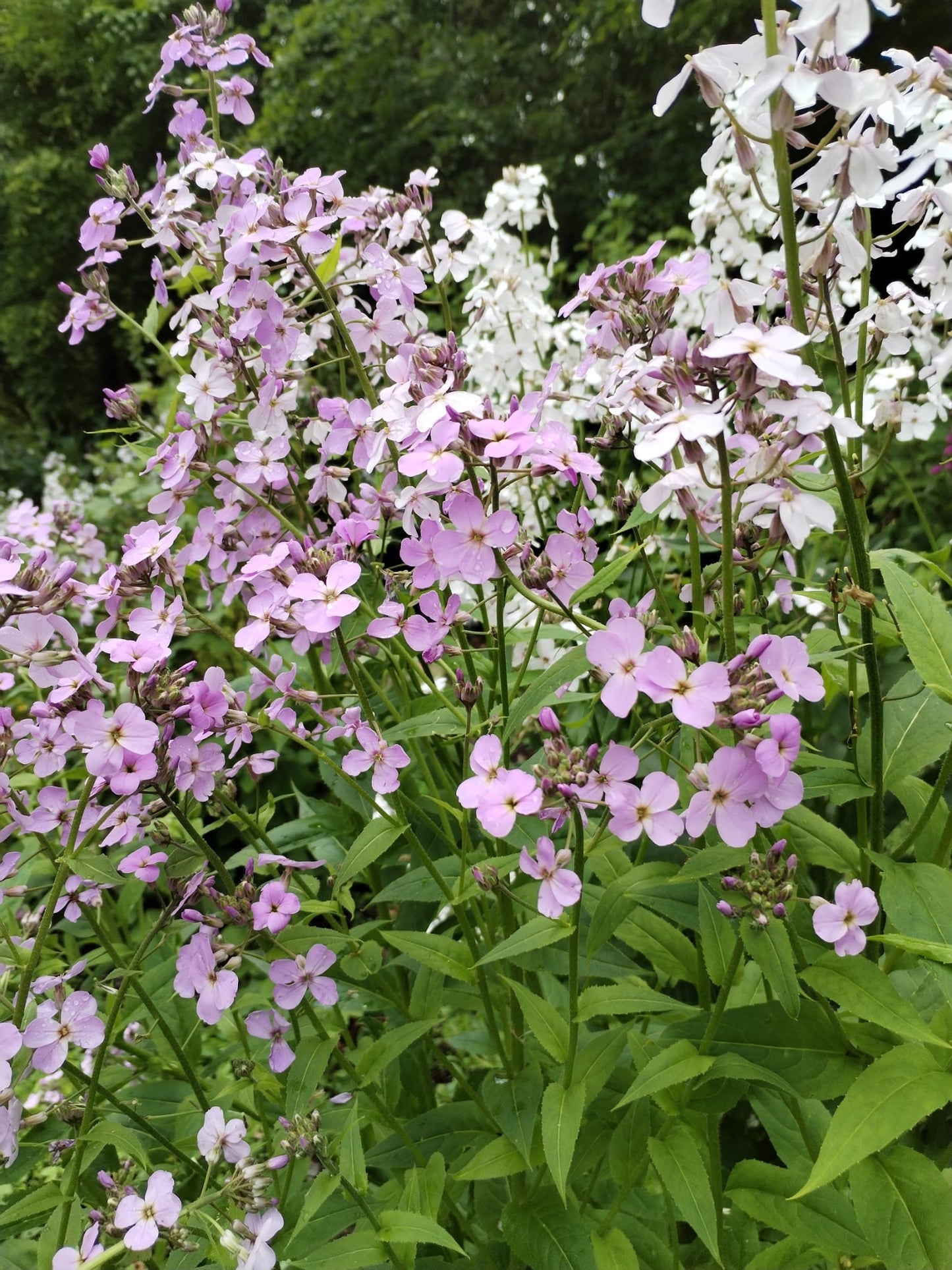 Dame's Violet (Mixed)