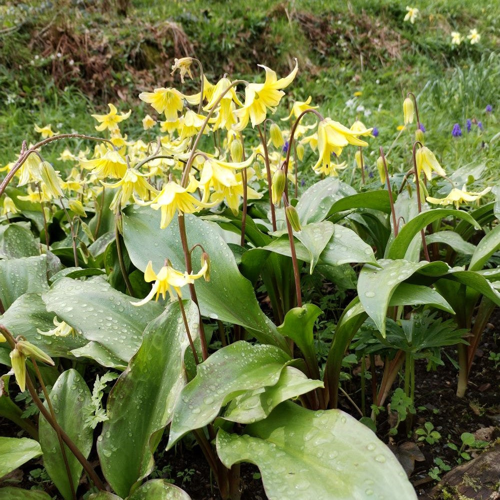 Erythronium × tuolumnense 'Pagoda'