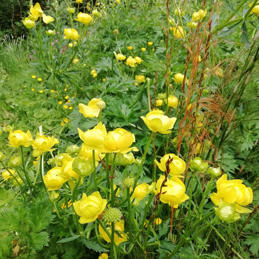 Globe Flower