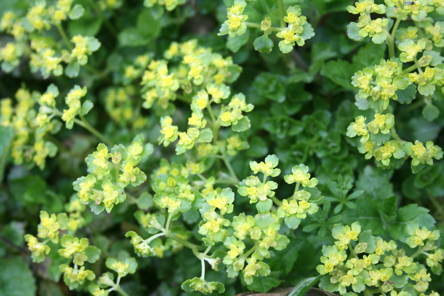 Golden Saxifrage