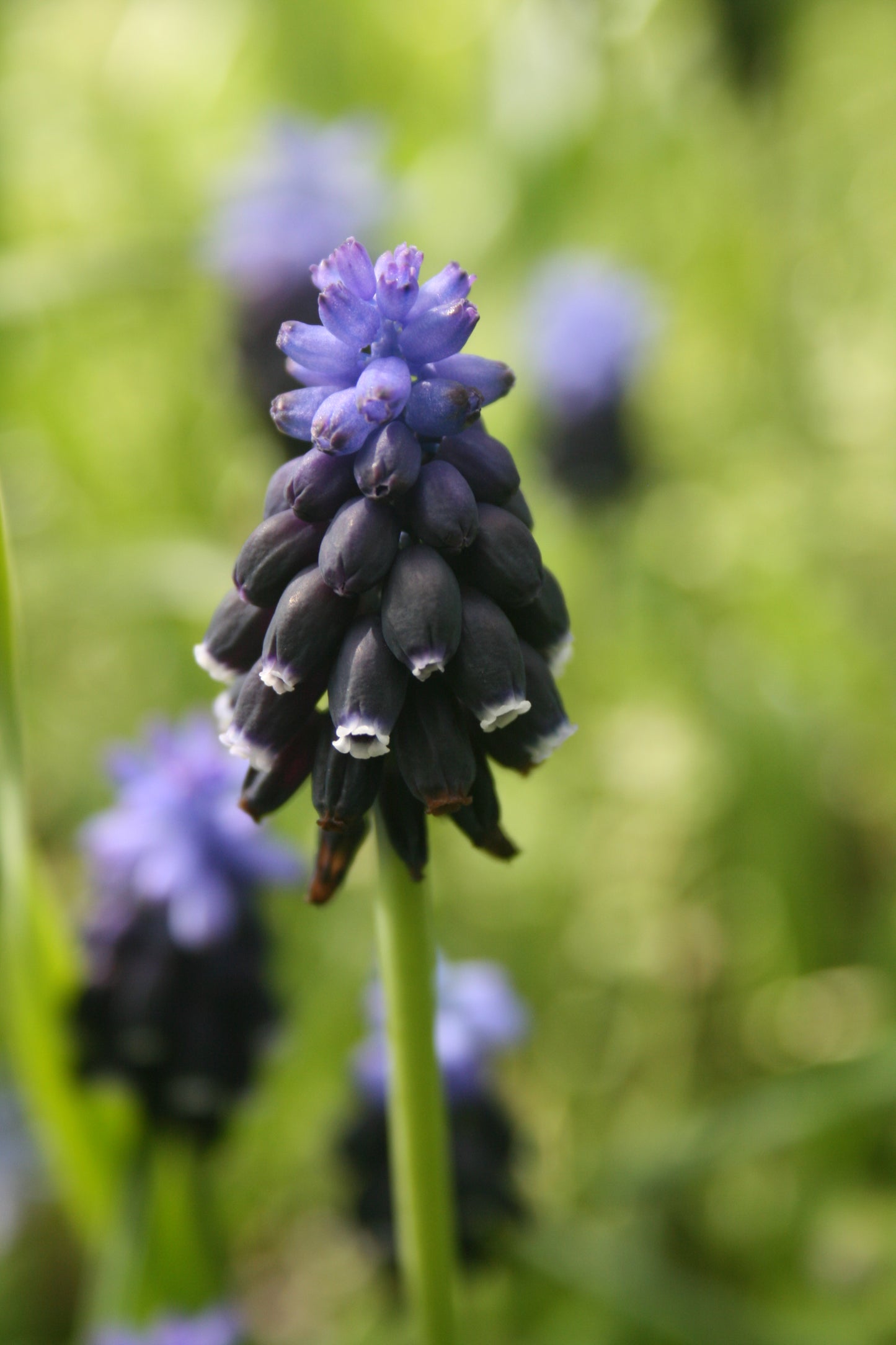 Grape Hyacinth