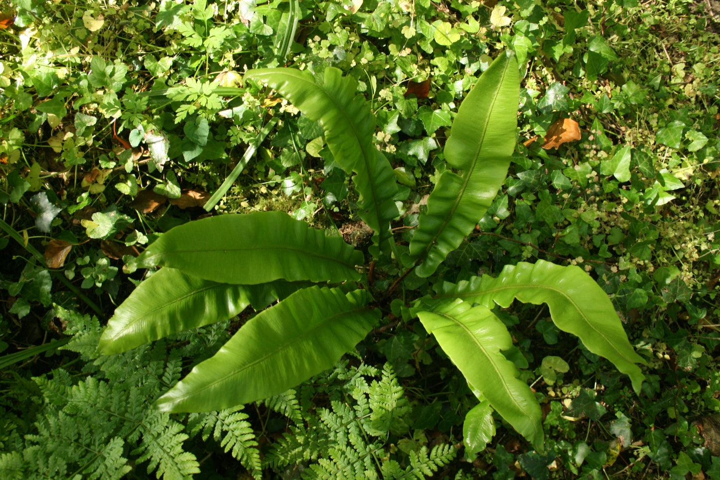 Hart's Tongue Fern