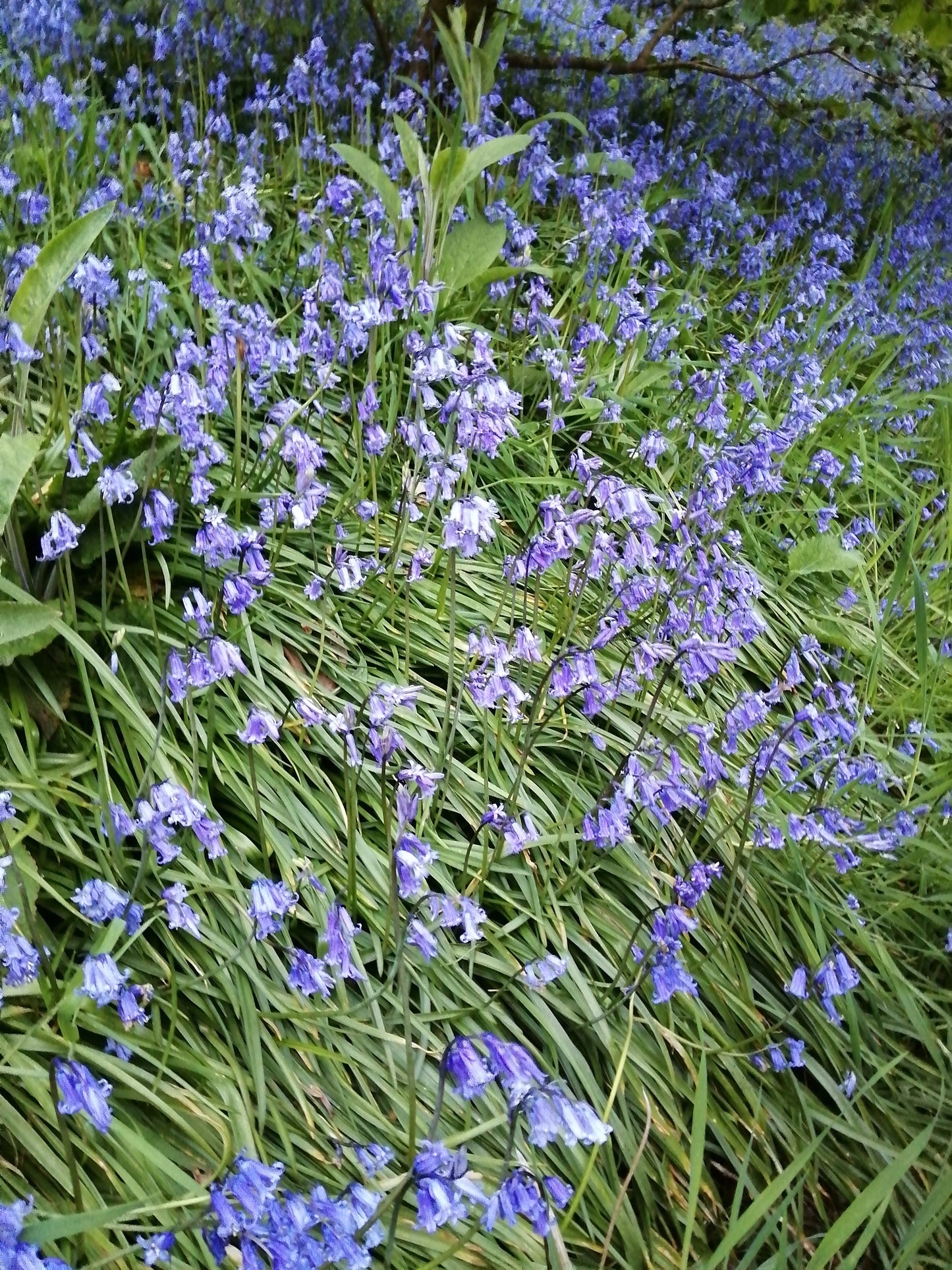 Bluebell
