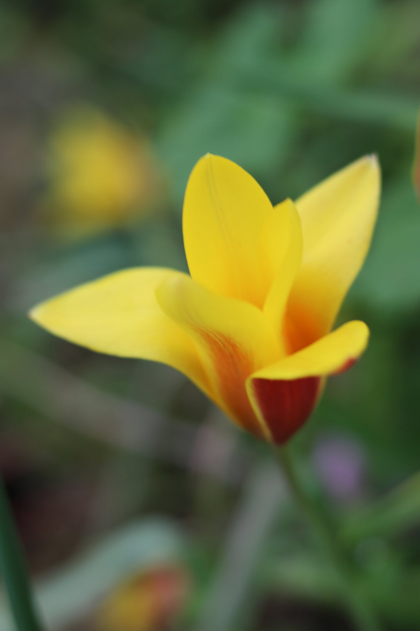 Tulipa clusiana chrysantha