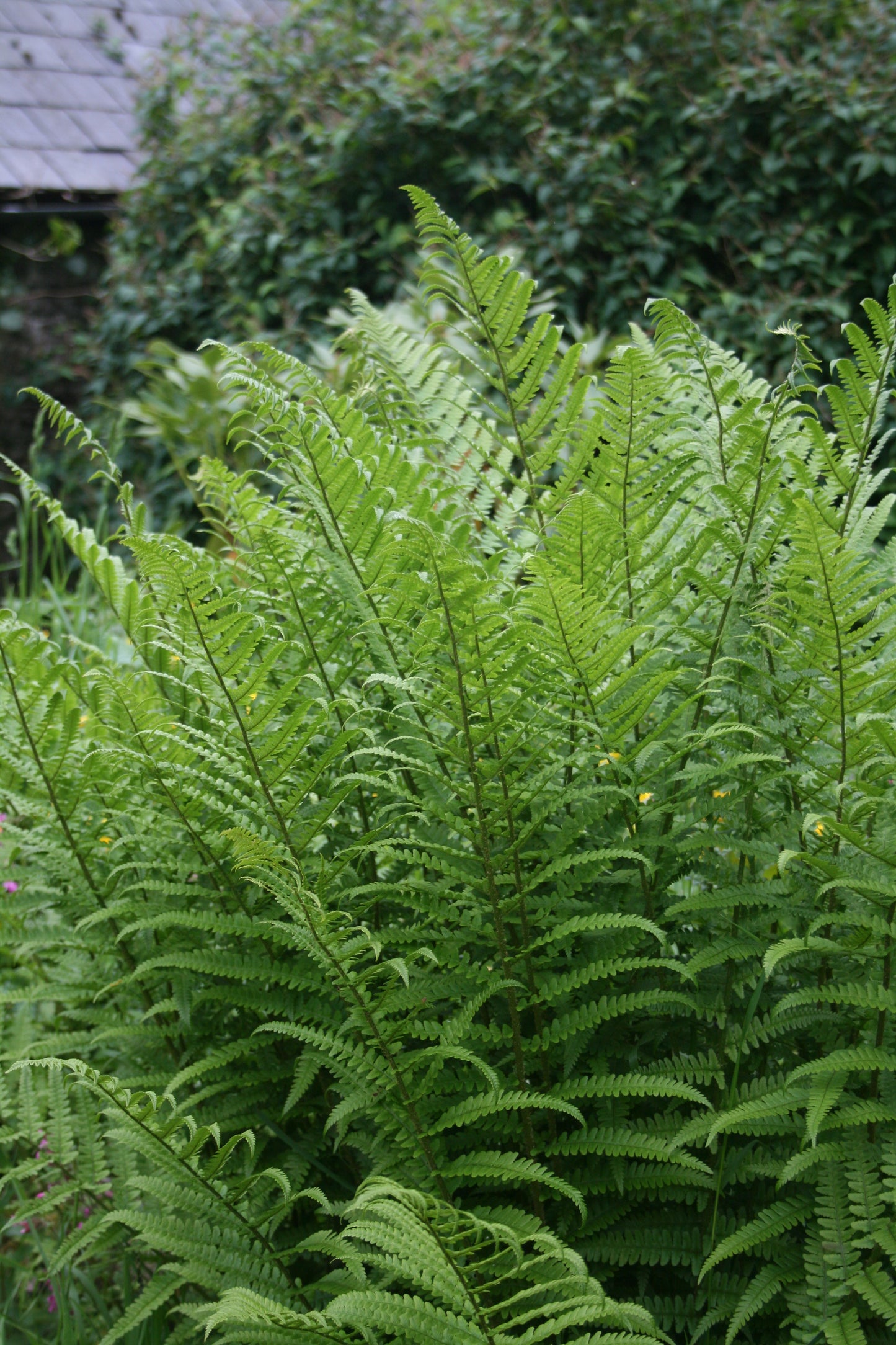 Male Fern
