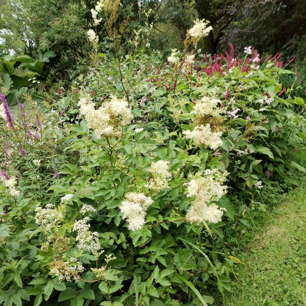 Meadowsweet