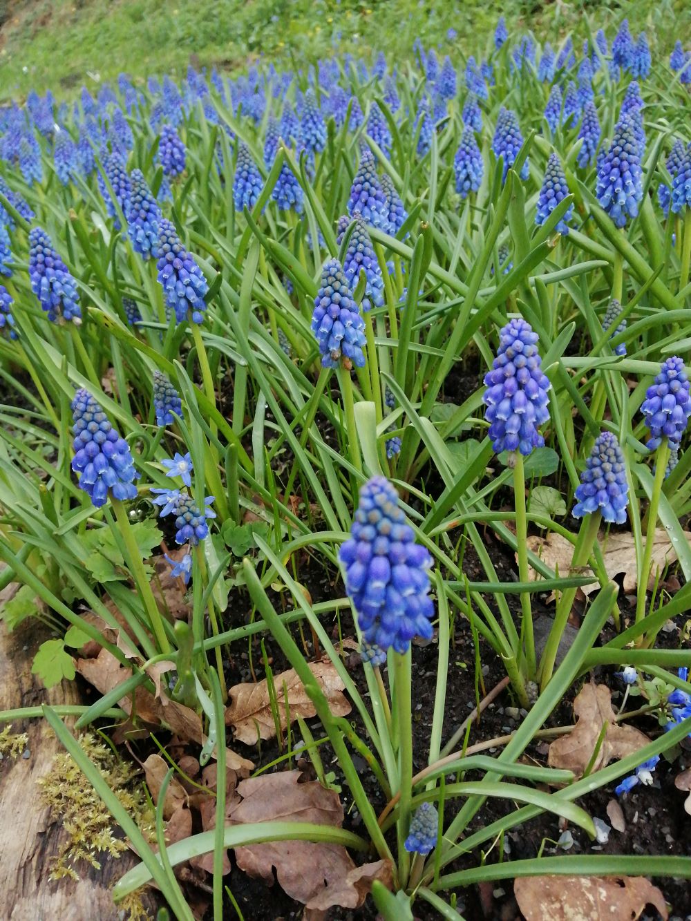 Muscari armeniacum