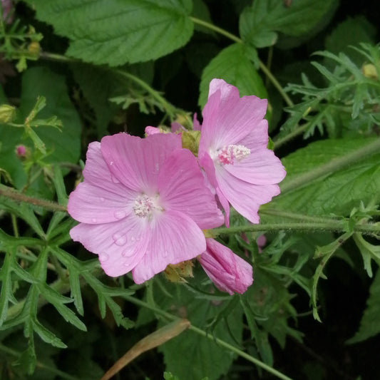 Musk Mallow (Pink)
