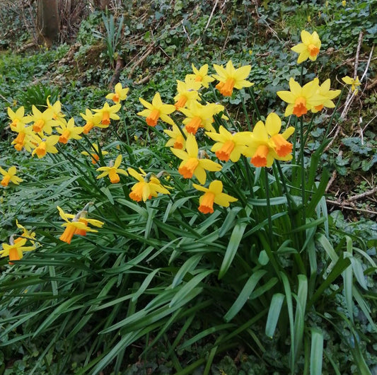 Narcissus 'Jetfire'