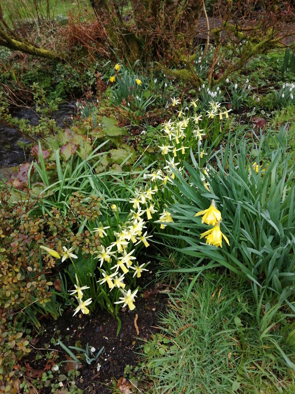 Narcissus 'Snipe'