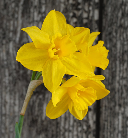 Narcissus ‘Orange Queen’