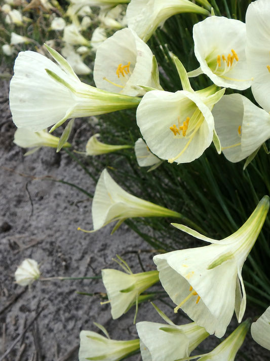 Narcissus 'Mary Poppins'
