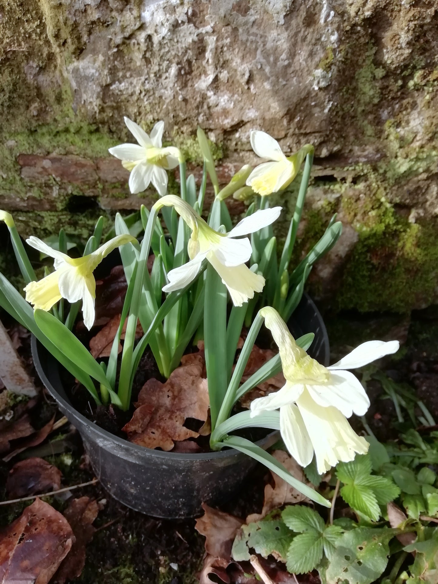 Narcissus 'Snow Baby'