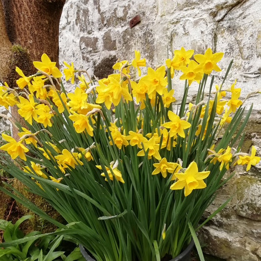 Narcissus 'Sweetness'