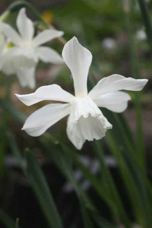 Scented Cottage Daffodil Collection