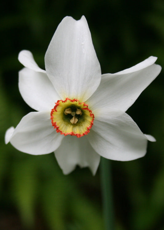 Long Flowering Bulb Collection