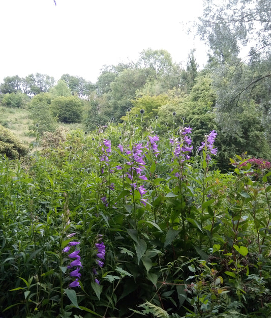 Nettle-leaved Bellflower