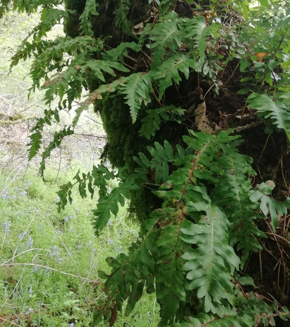 Polypody
