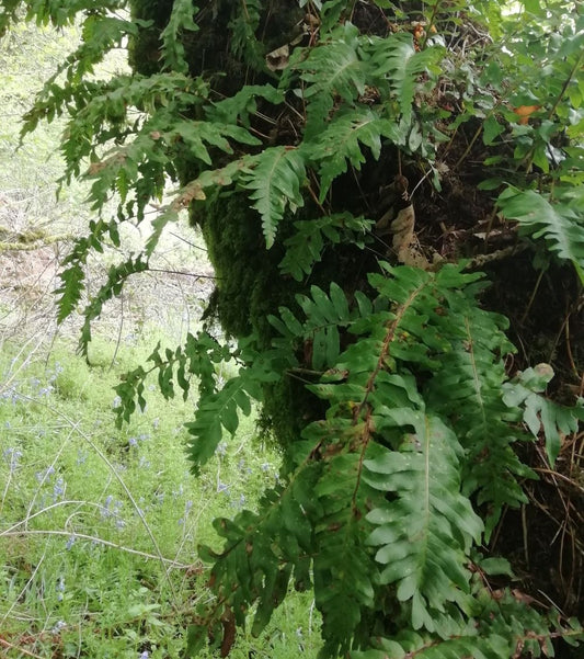 Polypody