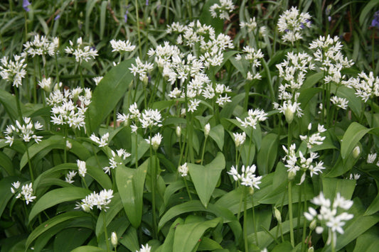 Ramsons