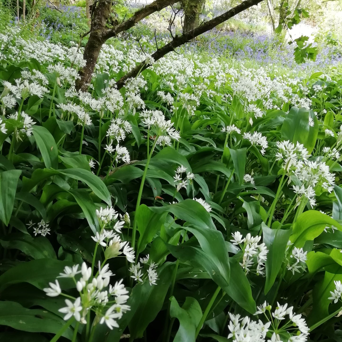 Ramsons