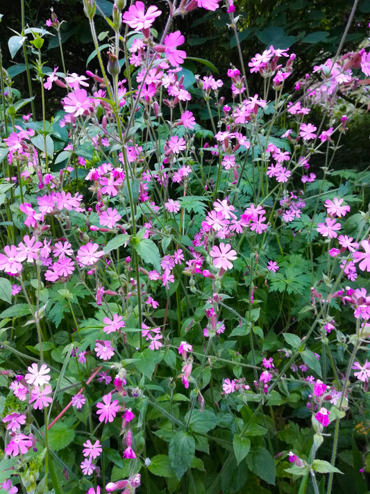 Red Campion
