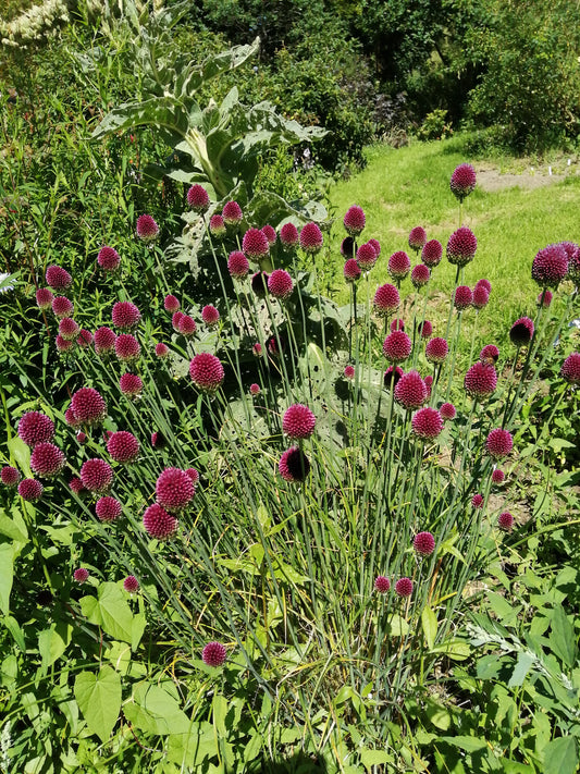 Round Headed Leek