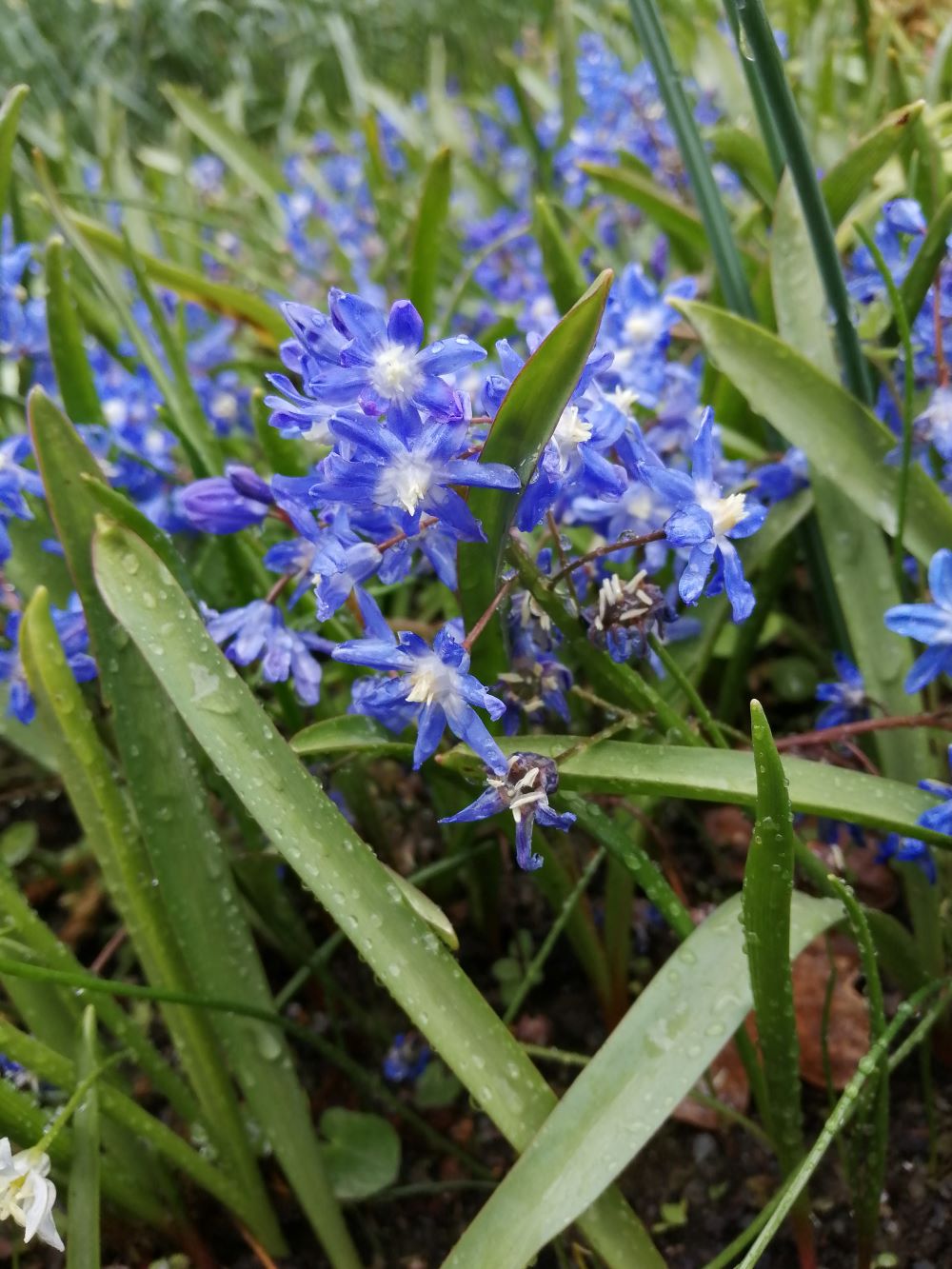 Scilla bifolia