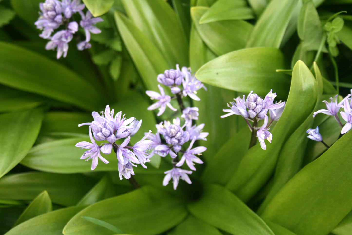 Scilla lilio-hyacinthus