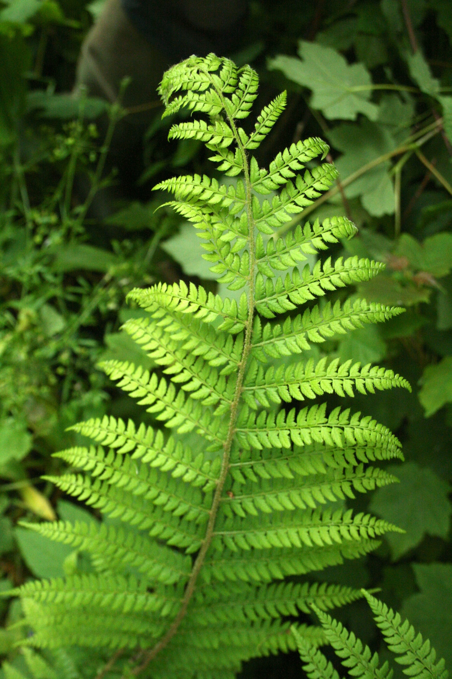 Soft Shield Fern