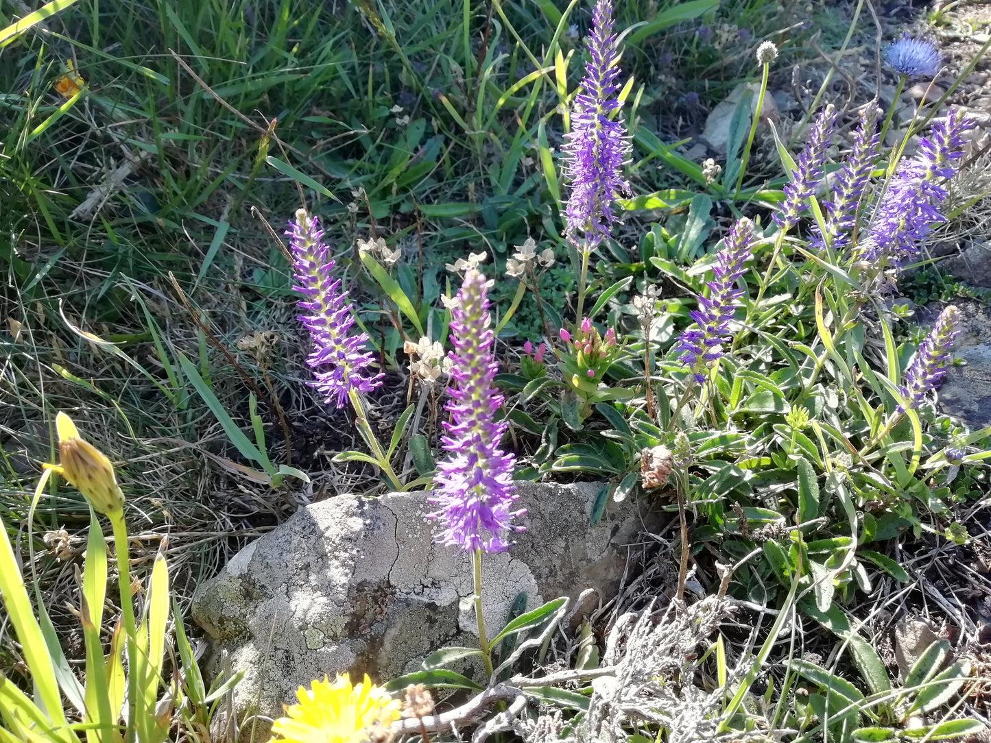 Spiked Speedwell
