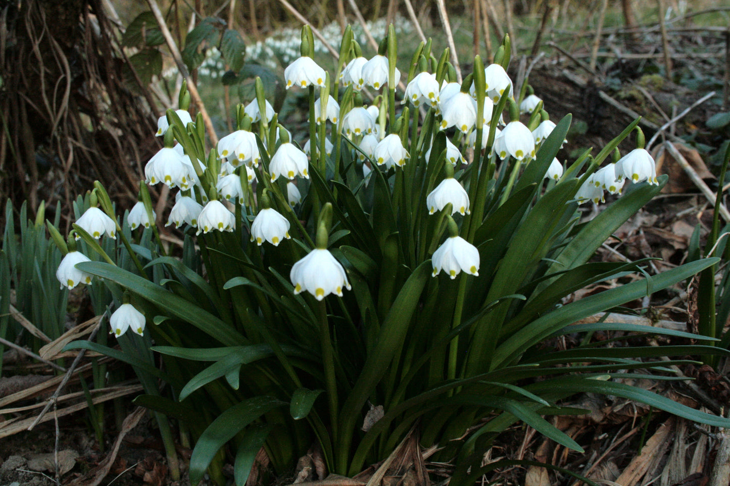 Spring Snowflake