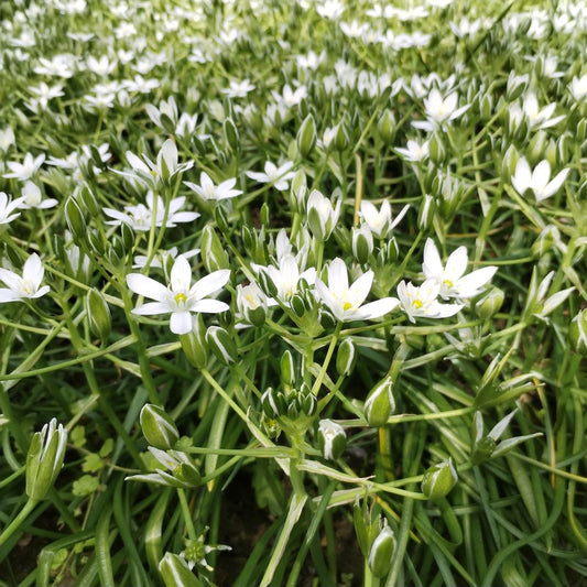 Star of Bethlehem