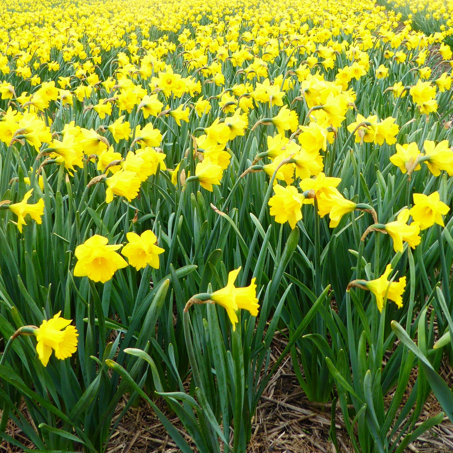 Tenby Daffodil
