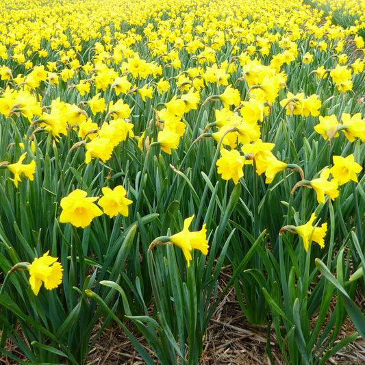 Tenby Daffodil